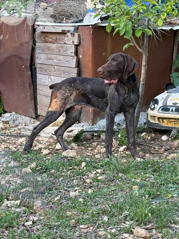 Gsp hunting dogs 5