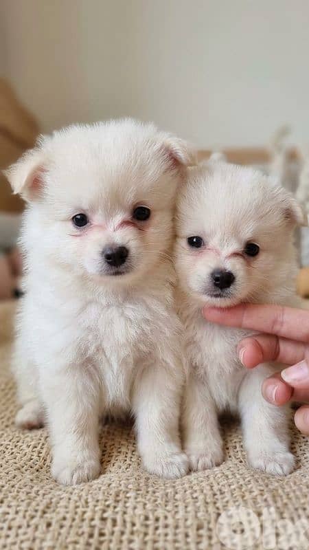 Pomeranian Spitz Puppies  | Males & Females | 2 Months Old 0