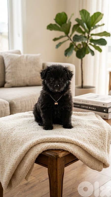 Pomeranian Spitz Puppies  | Males & Females | 2 Months Old 2
