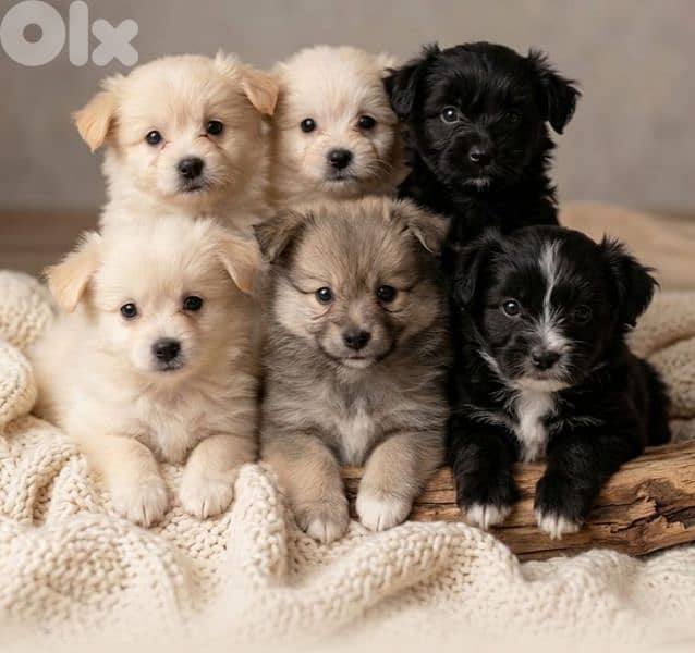 Pomeranian Spitz Puppies  | Males & Females | 2 Months Old 5