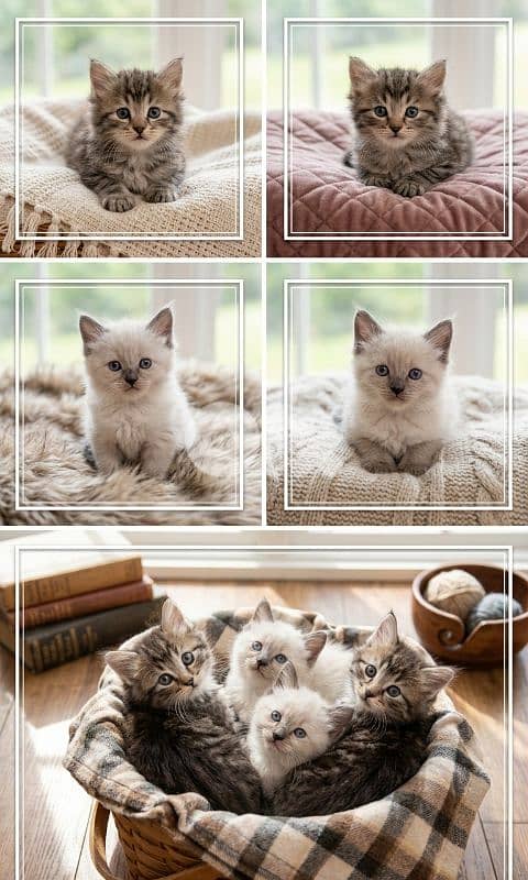 Cute Siberian & Himalayan Kittens | 2 Months | Ready Now 0