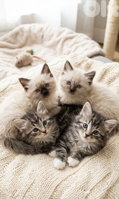 Cute Siberian & Himalayan Kittens | 2 Months | Ready Now 1