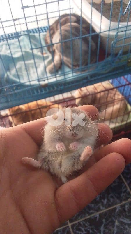 Russian hamster and guinea pigs 0