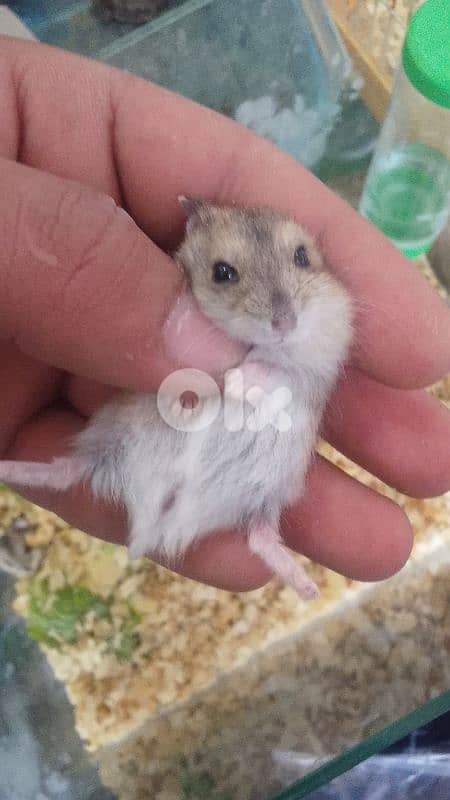 Russian hamster and guinea pigs 1