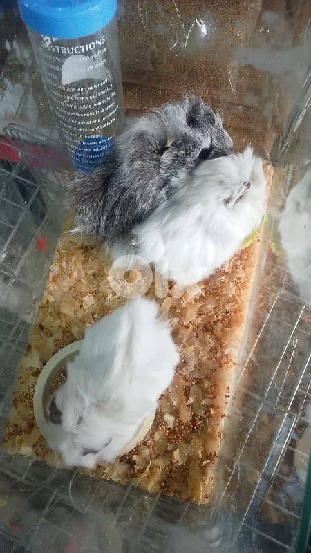 Russian hamster and guinea pigs 2