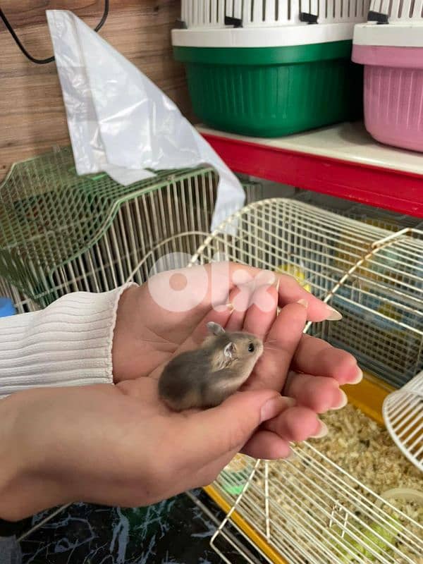 Russian hamster and guinea pigs 4