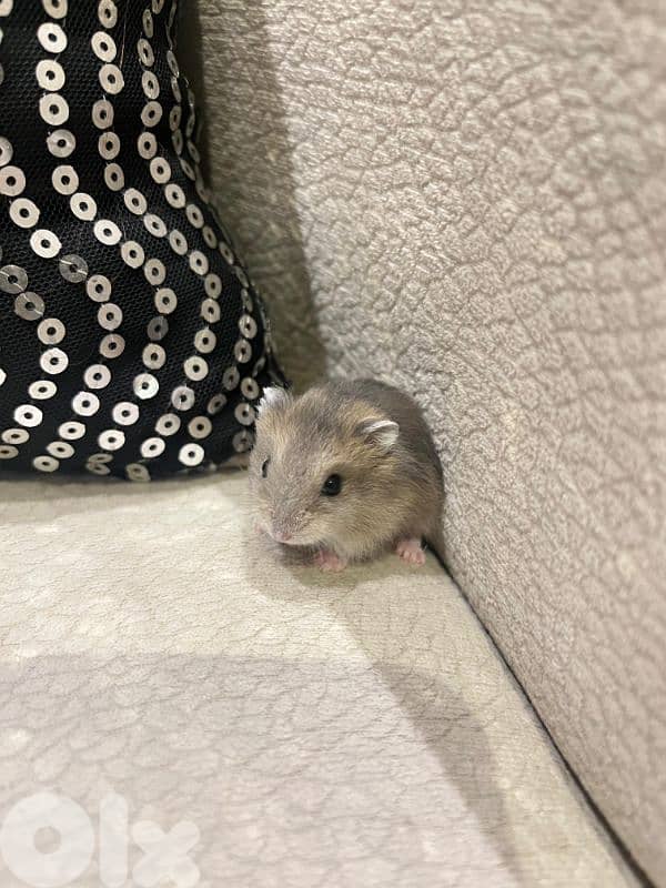 Russian hamster and guinea pigs 9