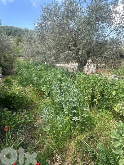 Land for Sale in Helta Batroun 650m² ONLY for 81K في حلتا