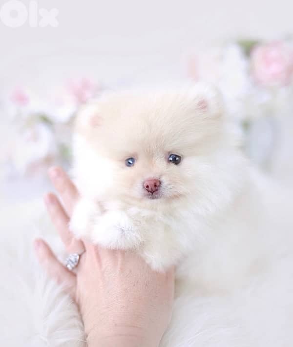 Pomeranian Spitz Cream Small puppy 0