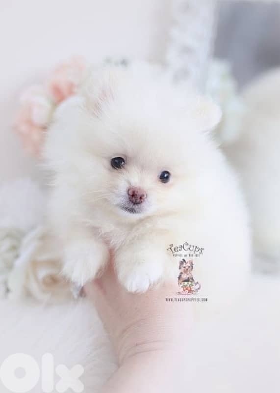 Small Pomeranian Spitz puppy 0