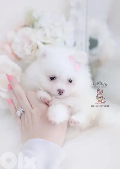 Mini Pomeranian Spitz puppy