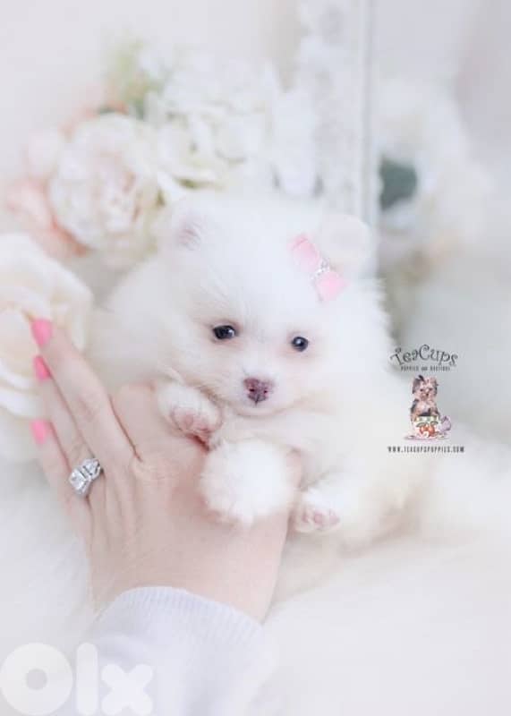 Mini Pomeranian Spitz puppy 0