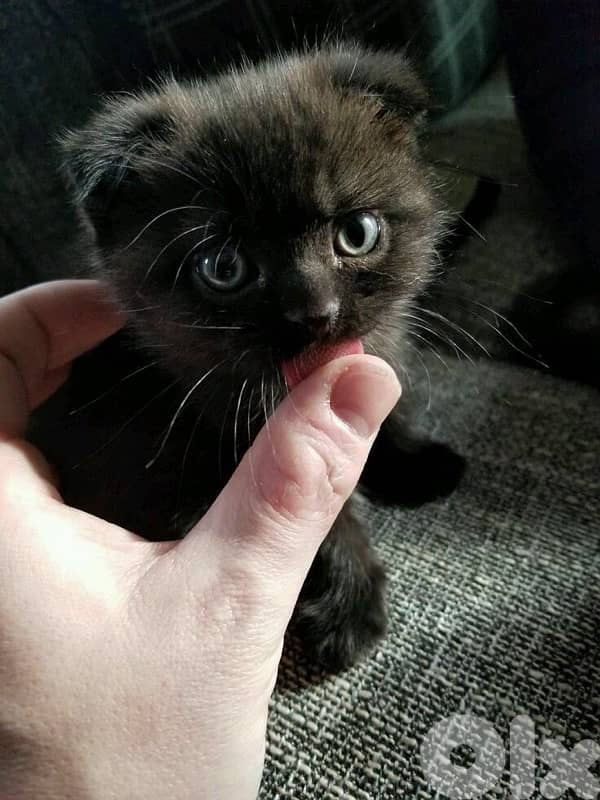 scottish fold black kitten 0