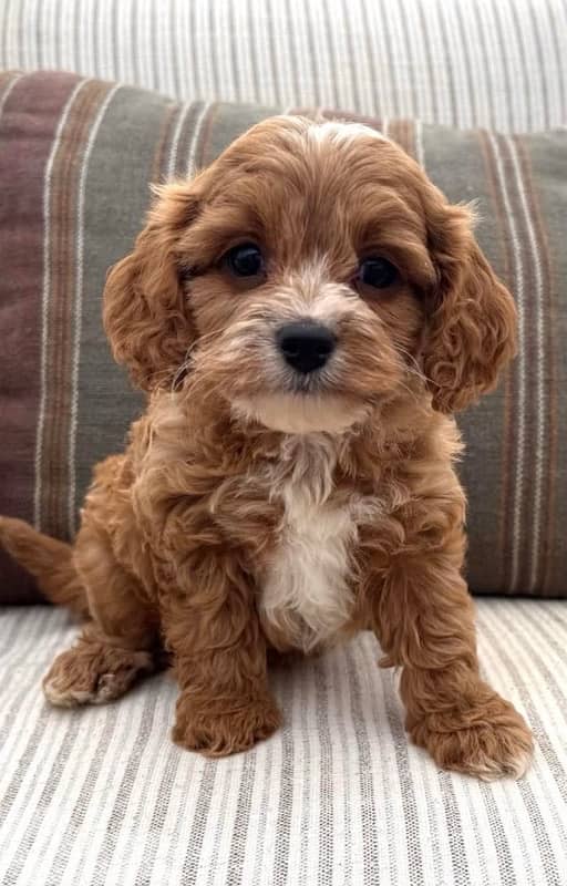 Cockapoo Puppy Imported brown 0