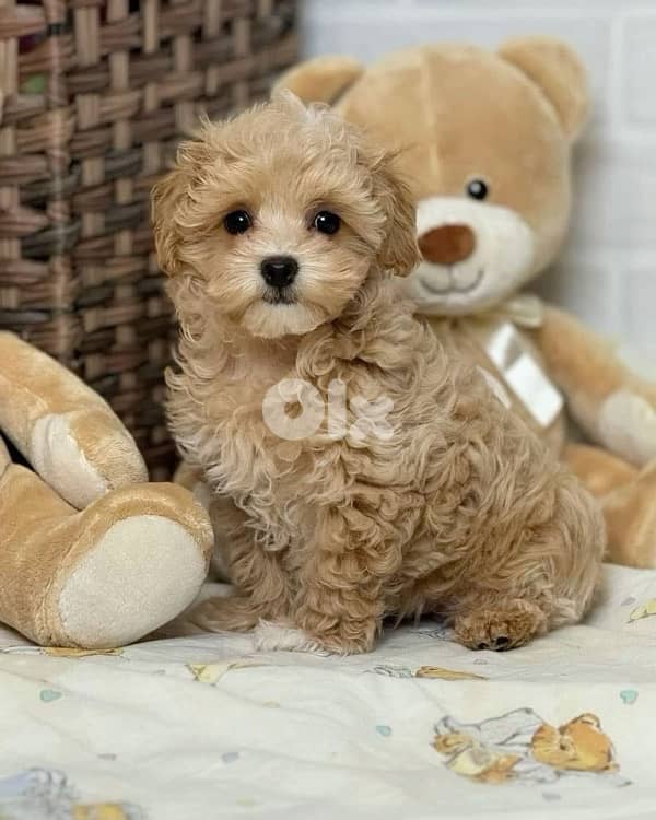 toy Maltipoo Imported Delivery 0