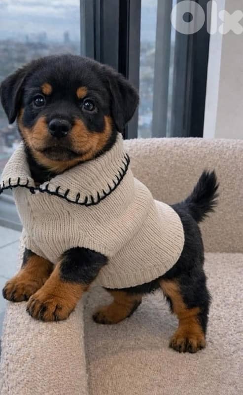 Rottweiler puppies available 0