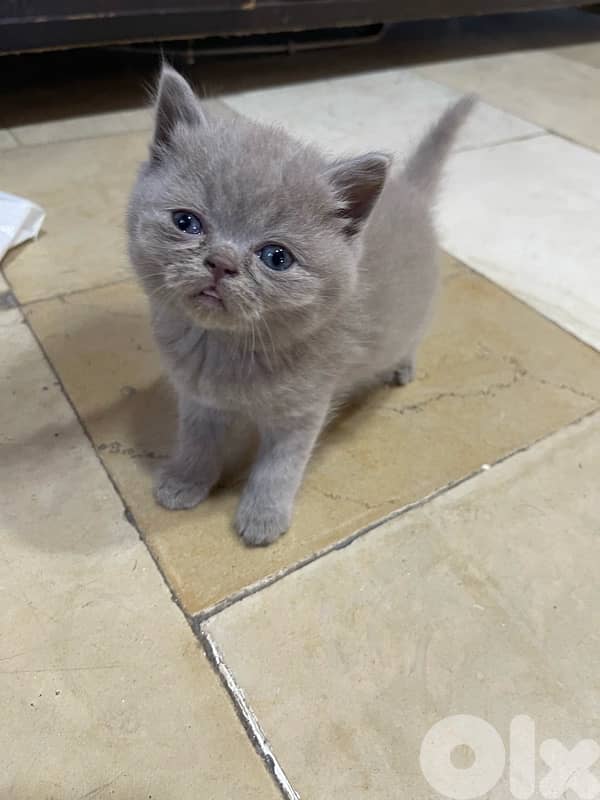 scottish and british cats 8