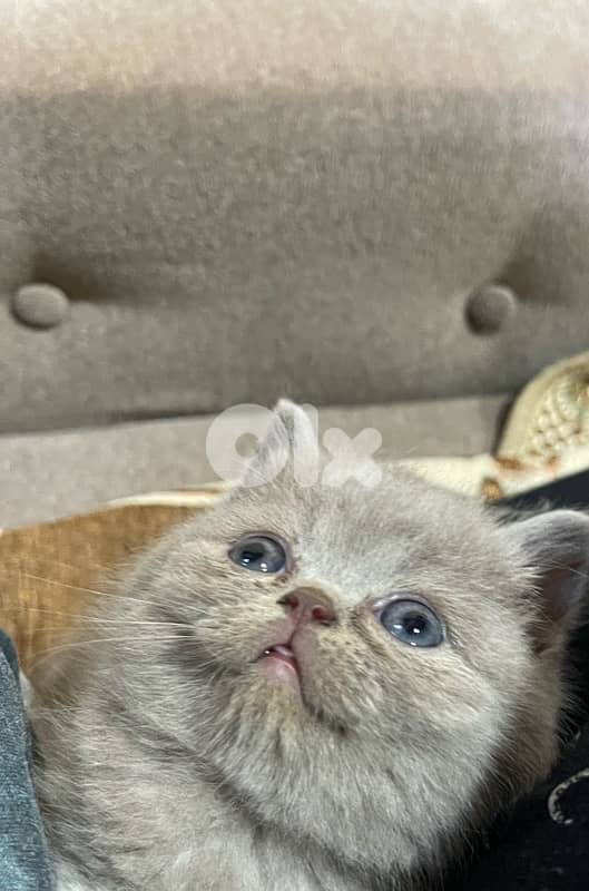scottish and british cats 9