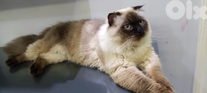 Siamese cat