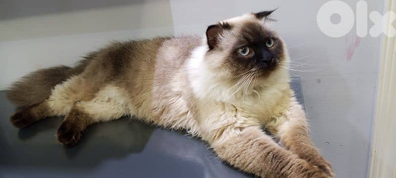Siamese cat 0