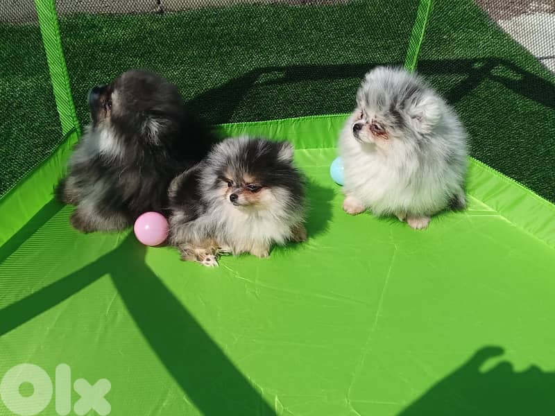 Pomeranian tea cup puppies rare colors 0