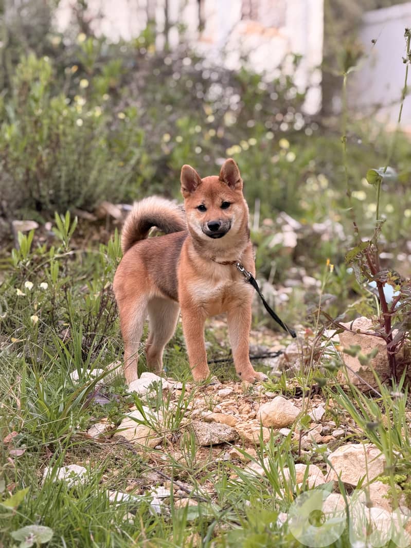 Shiba inu female 5 months 0