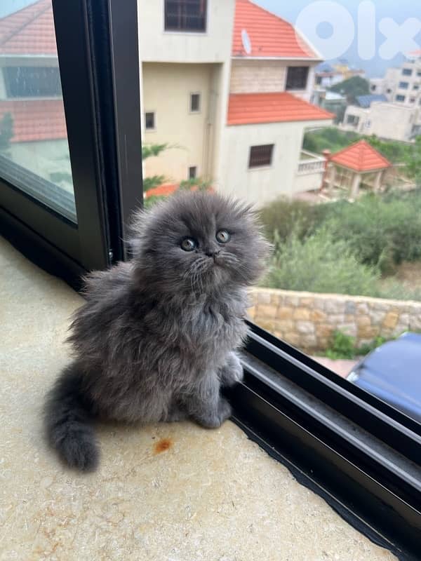 male and female Scottish fold highland 0