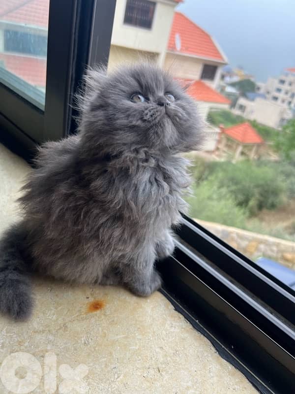 male and female Scottish fold highland 1