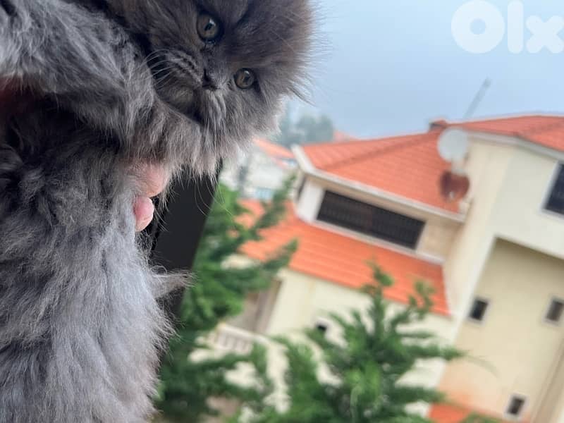 male and female Scottish fold highland 2