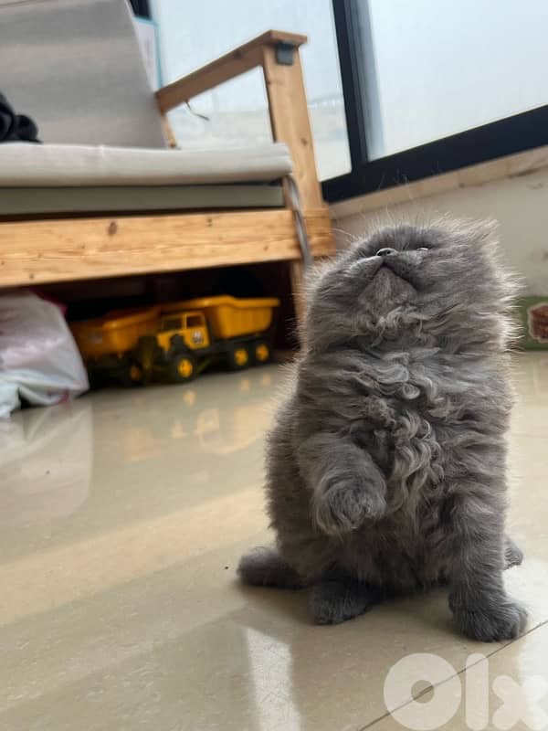 male and female Scottish fold highland 6