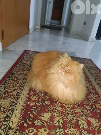 simba Bl