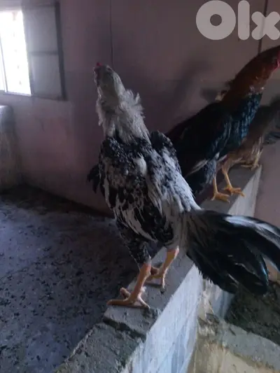 زحلة علي النهري