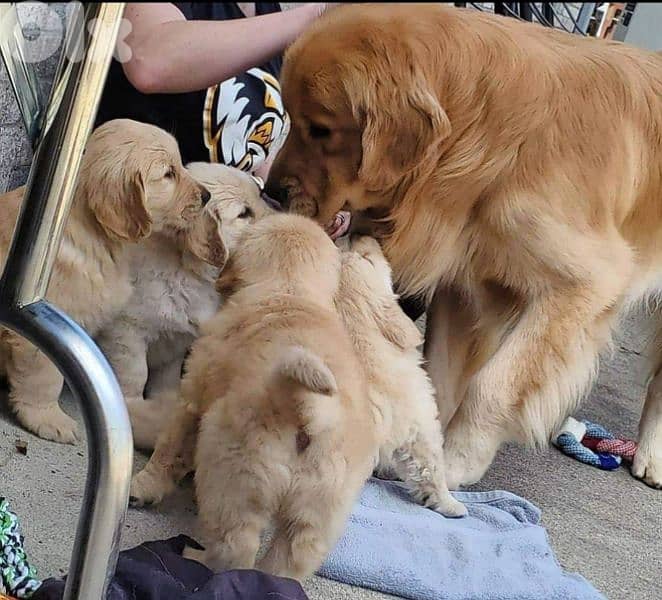 golden retriever 0