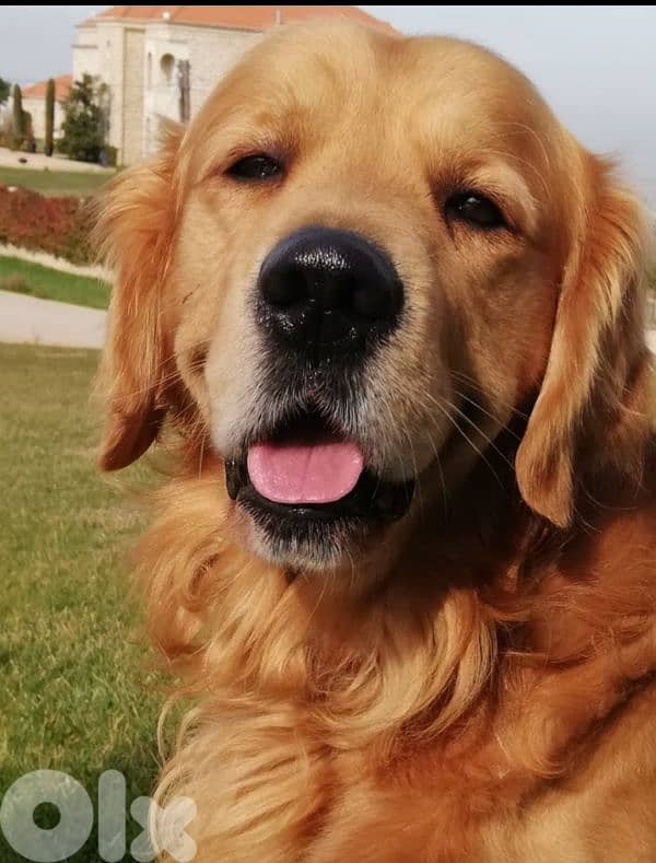 golden retriever 1