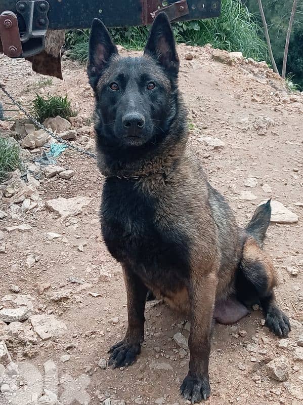 female malinois 1.5 years 0