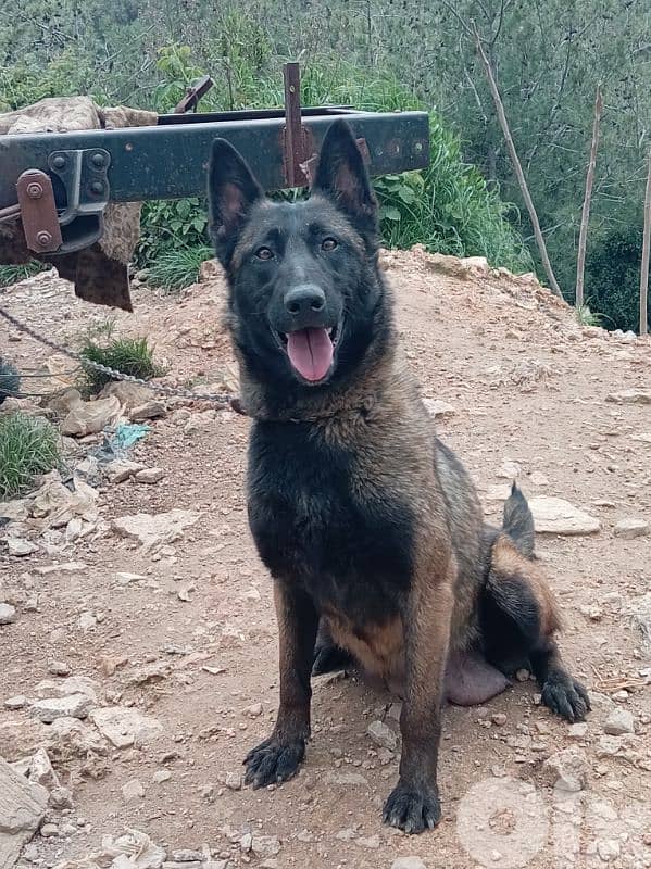 female malinois 1.5 years 1