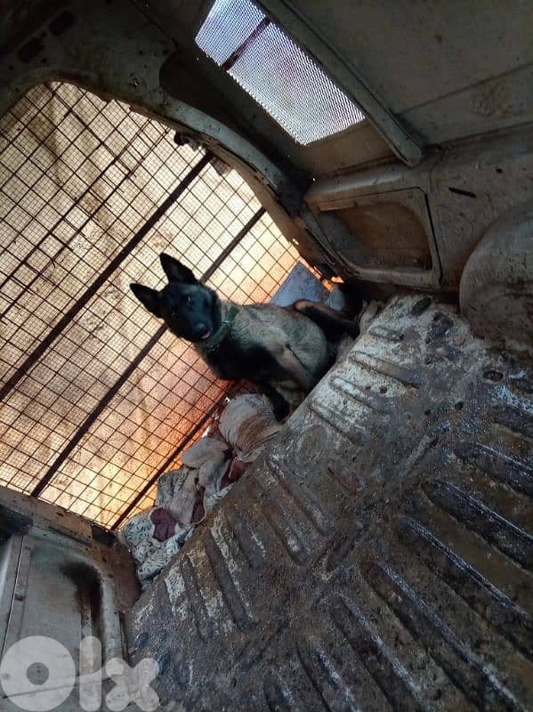 female malinois 1.5 years 4