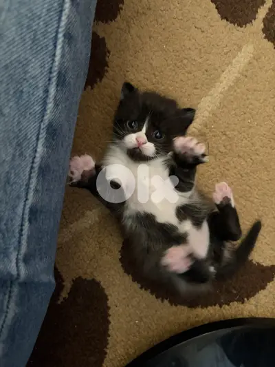 Persian mix