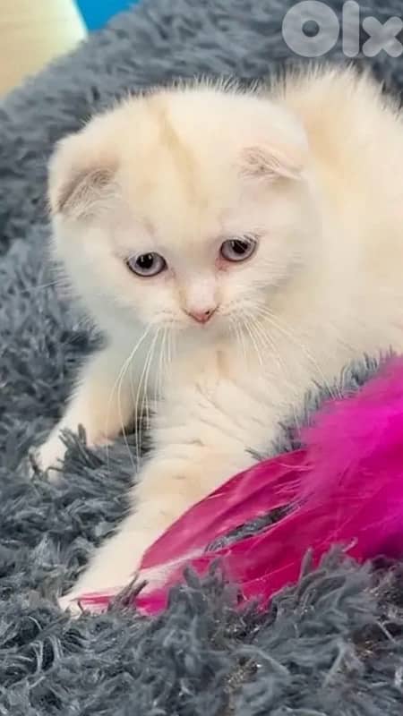 Unique Scottish Fold blue eyes kitten Available 0