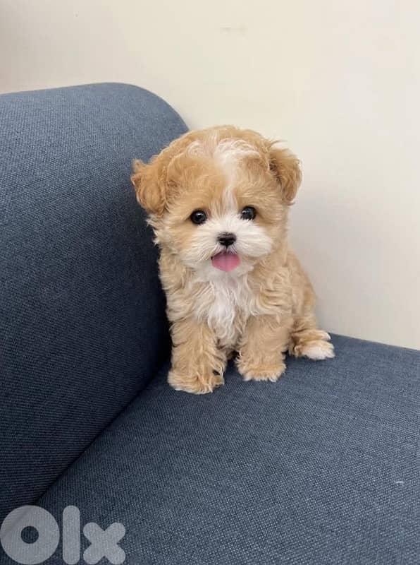Teacup Cavapoo puppies available 0