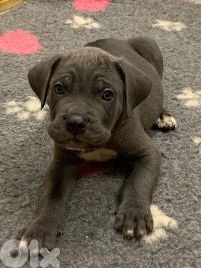Cane Corso Blue Puppies