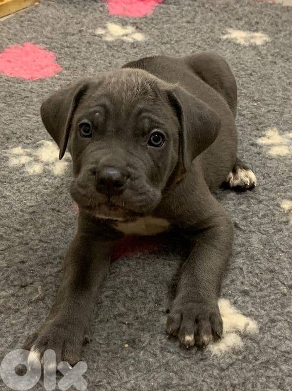 Cane Corso Blue Puppies 0