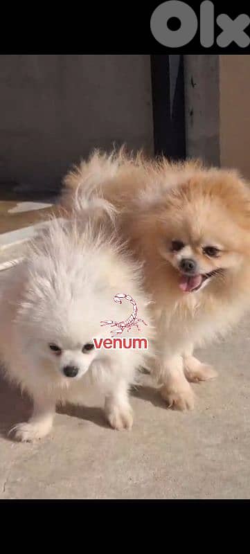 Pomeranian toy teacup size 0
