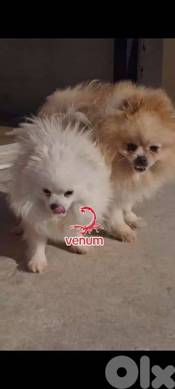 Pomeranian toy teacup size 1