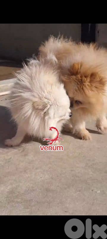 Pomeranian toy teacup size 3