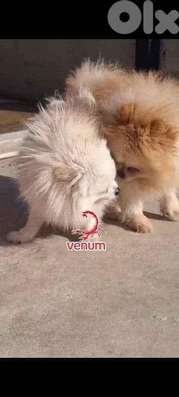 Pomeranian toy teacup size 4