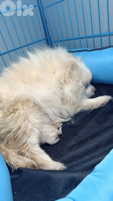 Pomeranian toy teacup size 6