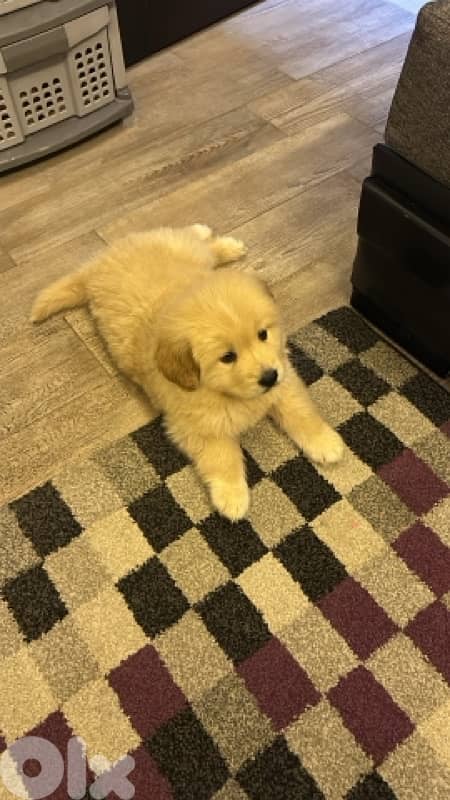 golden retreiver 2 months old potty trained and vaccinated 0