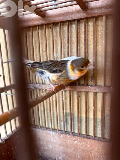 Canary
