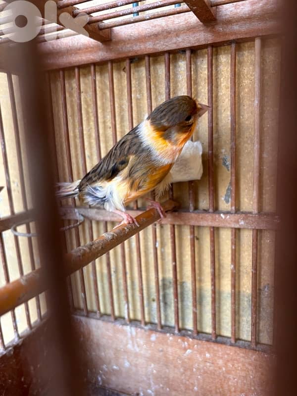 Canary 2